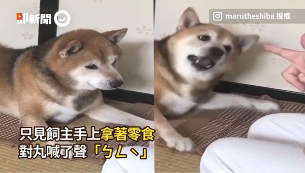 ▲▼柴犬丸。（圖／即新聞／IG@marutheshiba授權提供）