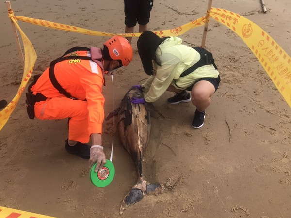 ▲▼金門海巡發現鯨豚死亡擱淺岸邊             。（圖／記者林名揚翻攝）