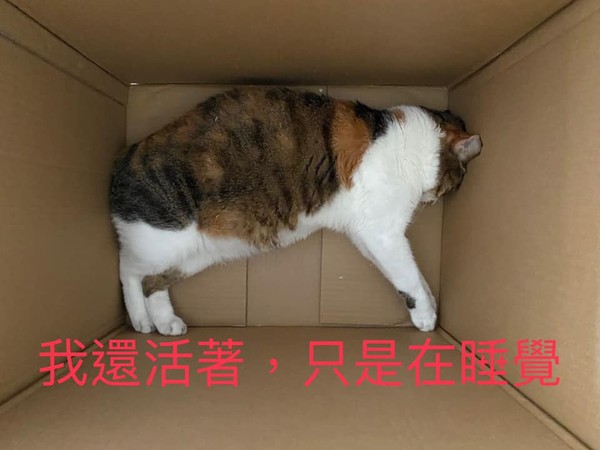 ▲▼貓咪側躺睡在空紙箱嚇壞媽媽。（圖／有點毛毛的／網友Tain Sonnenschein提供）