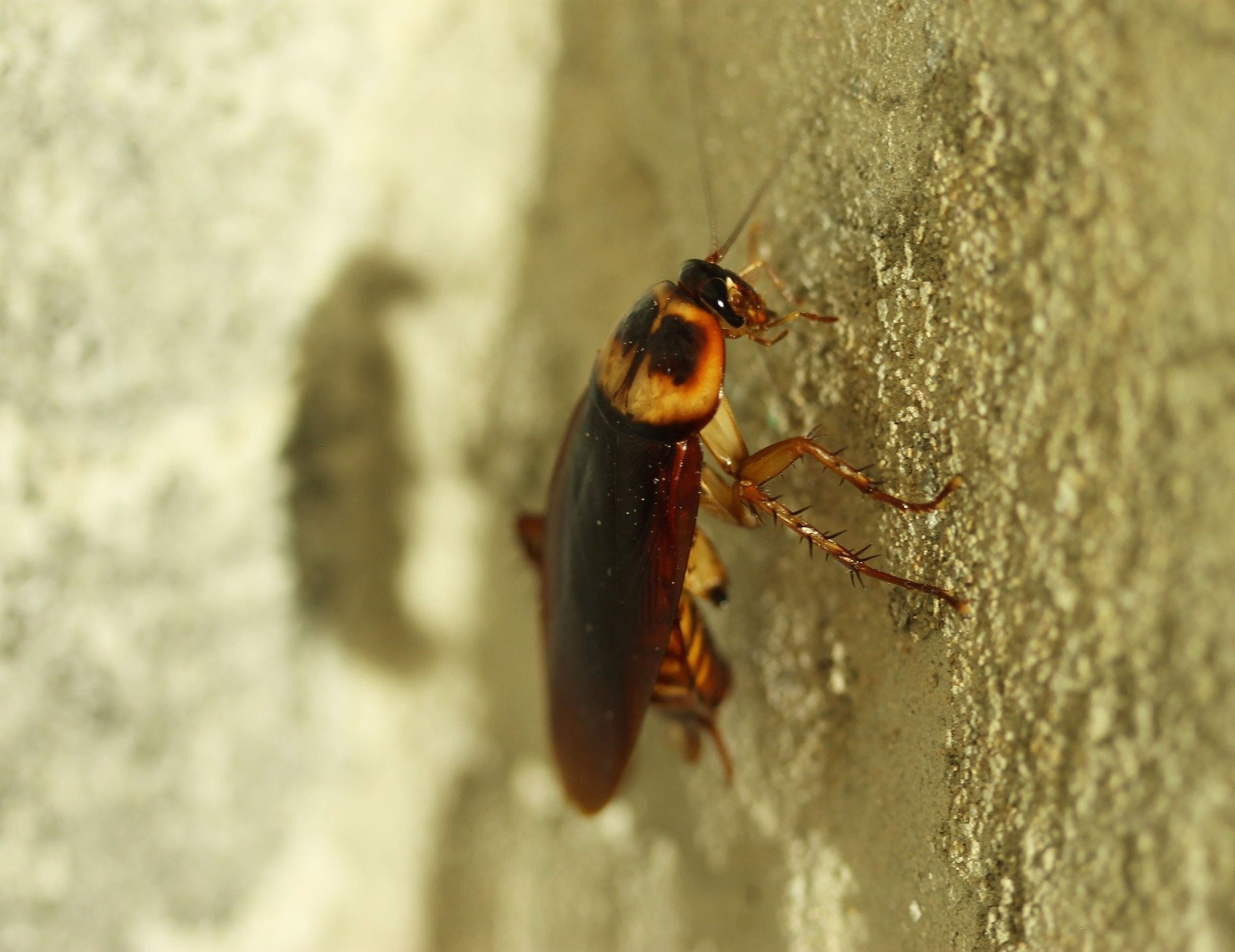 ▲蟑螂,小強（示意圖／取自免費圖庫Pixabay）