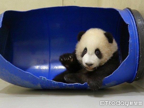 貓熊圓寶。（圖／台北市立動物園提供）