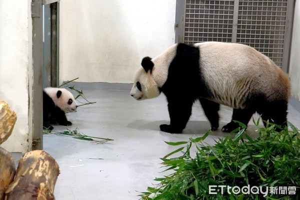 貓熊圓寶。（圖／台北市立動物園提供）