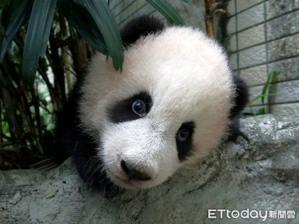 貓熊圓寶。（圖／台北市立動物園提供）