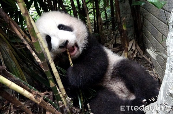 貓熊圓寶。（圖／台北市立動物園提供）