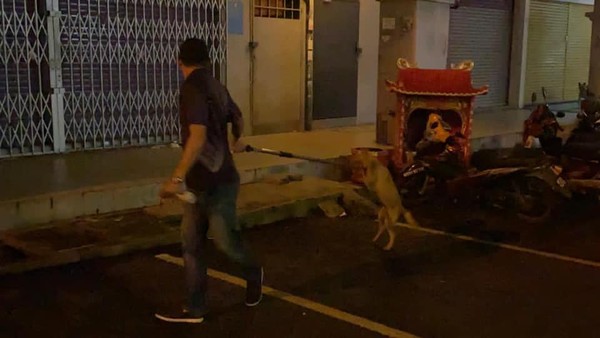 ▲馬來西亞加影市派出抓狗大隊捕捉街上的流浪狗。（圖／翻攝自加影市政府Facebook）