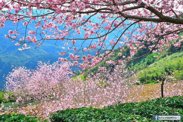 ▲▼阿里山櫻花。（圖／翻攝自《漫步在雲端的阿里山》臉書專頁。）