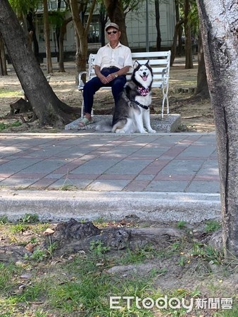 ▲去公園散步...二哈「穩坐陌生阿伯腿邊」　憨笑看媽裝不熟。（圖／網友Yi Ying Chen提供）