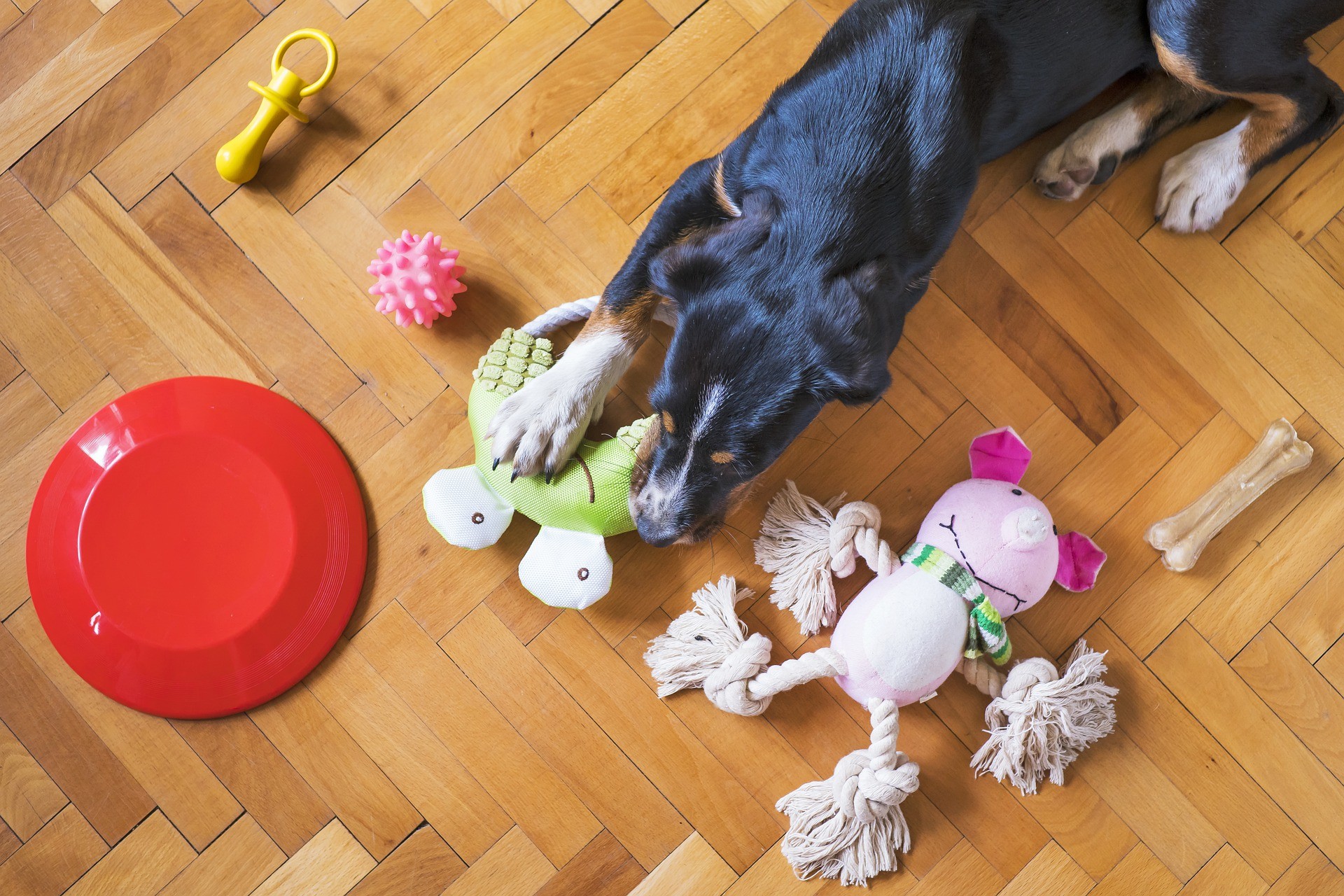 狗玩玩具。（圖／取自免費圖庫Pixabay）