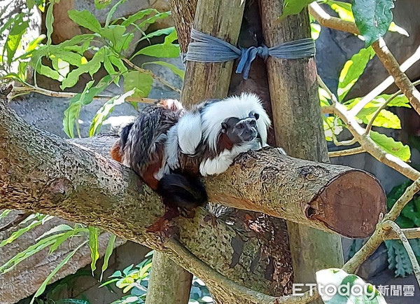 ▲▼動物園金剛猩猩門口交疊！天真孩：牠在按摩耶　全場爸媽靜默XD。（圖／網友郭秀秀授權提供）