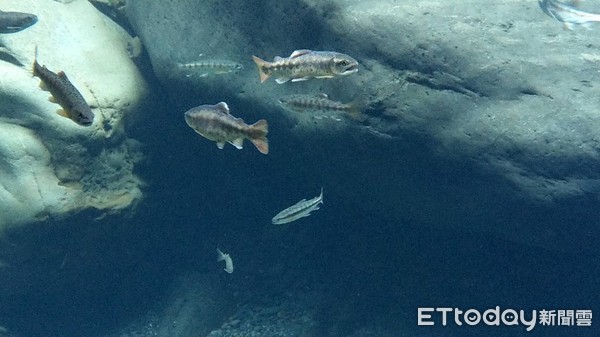 ▲櫻花鉤吻鮭在合歡溪適應得相當好，持續繁衍後代，成果相當豐碩。（圖／太管處提供，下同）