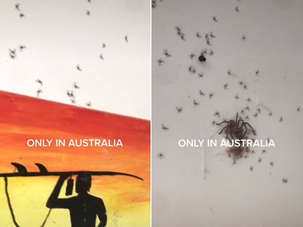 ▲澳洲TikTok用戶@jordiistaheyeff家中發現一堆獵人蛛。（圖／翻攝TikTok@jordiistaheyeff）