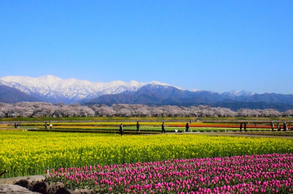 日本旅遊清單先計畫好 富山朝日町隱藏美景春遊花海仙境 玉石免費撿回家 Ettoday旅遊雲 Ettoday新聞雲