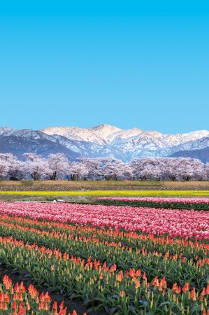 ▲▼日本,旅遊,富山,朝日町,春之四重奏,花海,翡翠。（圖／朝日町民泊推進事業実行委員会提供）