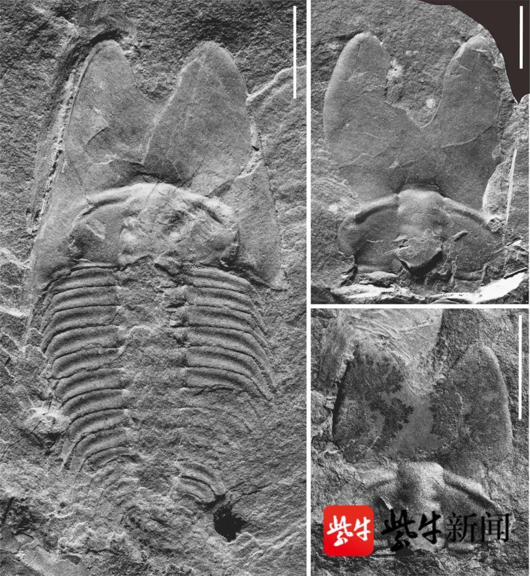 ▲▼命名5億年前三葉蟲「范特西蟲」。（圖／翻攝自紫牛新聞）