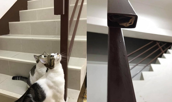 ▲▼回家見2隻貓緊盯樓梯扶手喵叫！　他低頭挖出「一疊驚喜」樂壞。（圖／翻攝自泰國清邁象粉專）