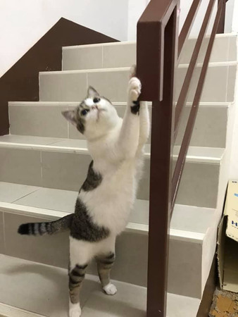 ▲▼回家見2隻貓緊盯樓梯扶手喵叫！　他低頭挖出「一疊驚喜」樂壞。（圖／翻攝自泰國清邁象粉專）