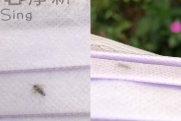 ▲爆料公社有網友PO出一隻蟲被縫在口罩內。（圖／翻攝爆料公社）