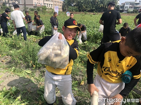 ▲成功國小少棒體驗拔蘿蔔。（圖／記者賴冠文攝）