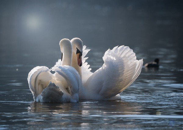 ▲▼天鵝,Swan。（示意圖／Pixabay）