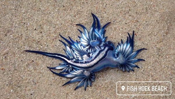 ▲大西洋海神海蛞蝓，也叫「藍龍」、「藍天使」，是一種藍色、小型的遠洋翼蓑海蛞蝓，海生腹足綱海神鰓科軟體動物。（圖／取自Fish Hoek Beach臉書）