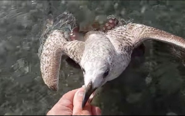 ▲海鷗即將要被章魚拖下水。（圖／翻攝自Facebook／Daniel Narcy）