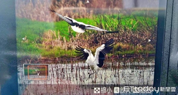 ▲瀕危珍稀「東方白鸛」第2隻現蹤同框 鳥友架大砲爭相搶拍。（圖／記者郭世賢翻攝）