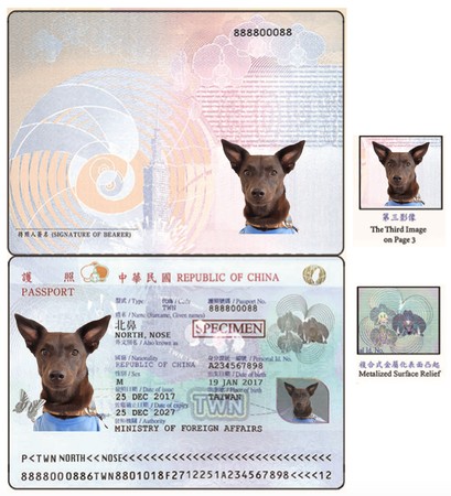 ▲狗狗想換新護照「證件照全拍好」　標準立耳＋露額萌翻網：好帥❤。（圖／飼主Choumin提供）