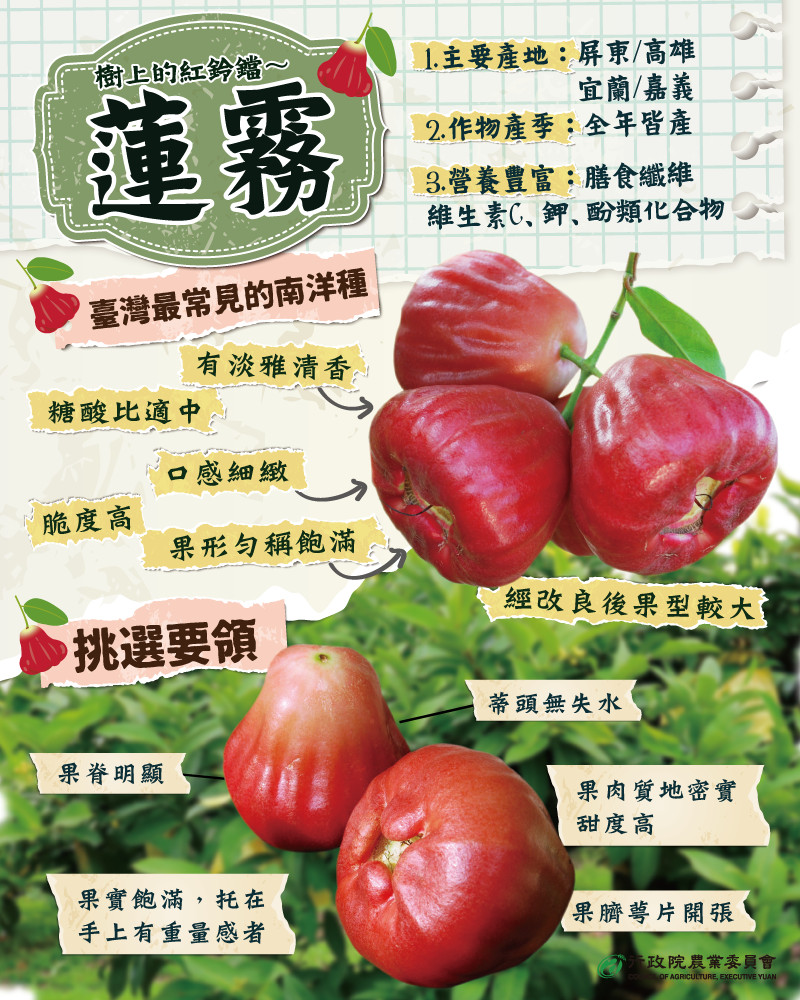 ▲▼蓮霧。（圖／農委會提供）