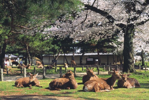 奈良鹿園早上好溫馨 夜晚卻像鬼門開 鍵盤大檸檬 Ettoday新聞雲