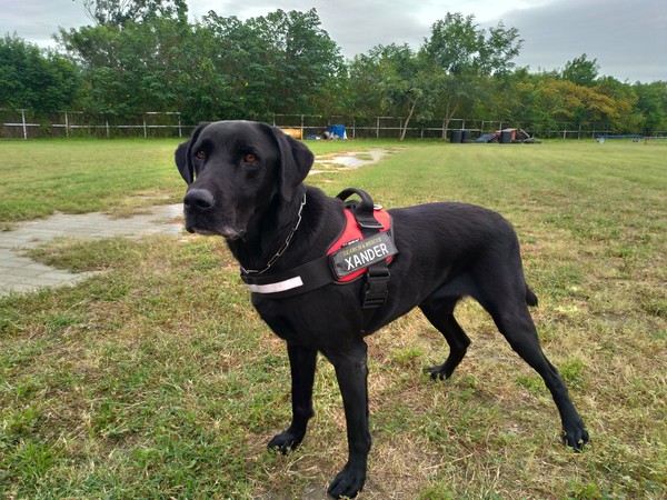 ▲▼台東搜救犬尋找有緣人　領犬員不捨：盼能安度晚年。（圖／台東縣消防局）