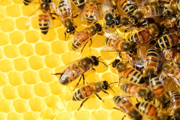 ▲▼蜜蜂。（圖／取自免費圖庫Pixabay）
