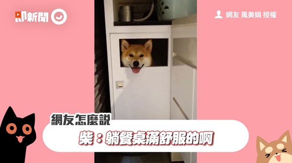 ▲▼柴犬嘟嘟。（圖／網友風美娟授權提供）