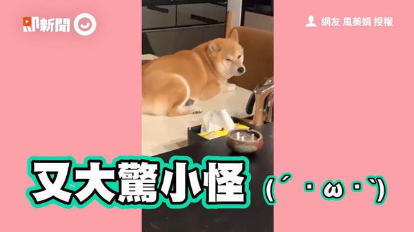 ▲▼柴犬嘟嘟。（圖／網友風美娟授權提供）