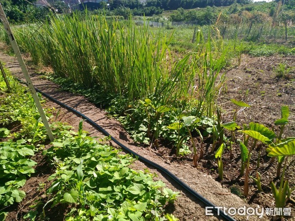 ▲「世界土壤日」從土地到餐桌 淡水忠寮社區友善耕作護生態。（圖／新北市農業局提供）