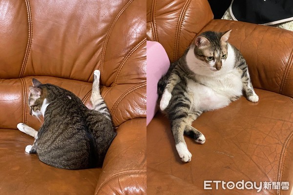 ▲7Kg雙巨貓趴下秒變「方形靠枕」　不科學V臉笑噴網：可以再吃！。（圖／粉專「都是撿來的。」提供）