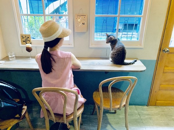 ▲▼北台灣6間有貓坐檯咖啡店。（圖／卡瓦納 X 日本旅遊失心瘋提供）