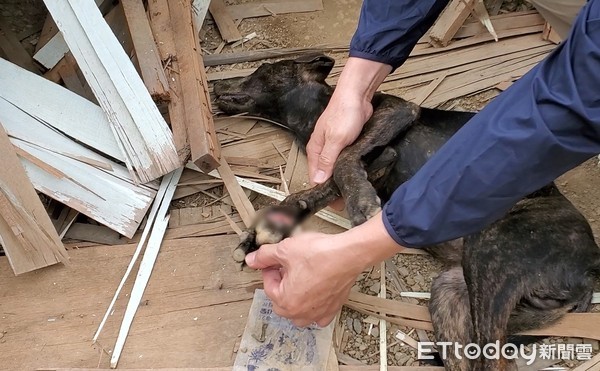 ▲▼同條路3浪犬遭陷害。（圖／台灣動物緊急救援小組提供）