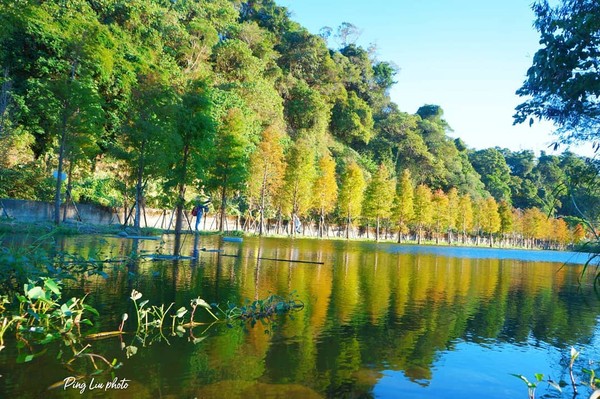 ▲「月眉人工濕地生態公園」生態池旁種植約372株落羽松。（圖／網友ping_liu1004提供，請勿隨意翻拍，以免侵權）