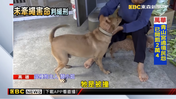 ▲▼高雄家犬路上竄出！女騎士撞上慘死　飼主賠125萬嘆：牠被撞。（圖／東森新聞）