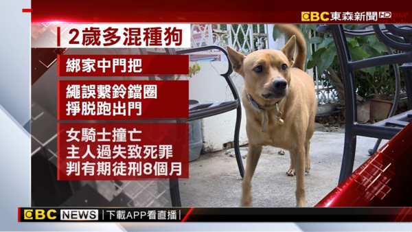 ▲▼高雄家犬路上竄出！女騎士撞上慘死　飼主賠125萬嘆：牠被撞。（圖／東森新聞）