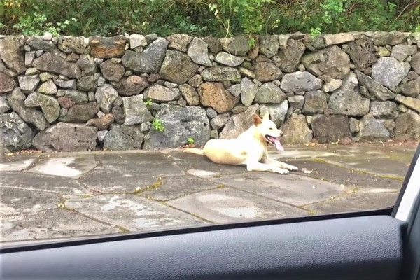 ▲▼救援奶汪牠卻難誘捕！志工開車載走狗媽沿路狂追...結局暖炸。（圖／翻攝自The Dodo）