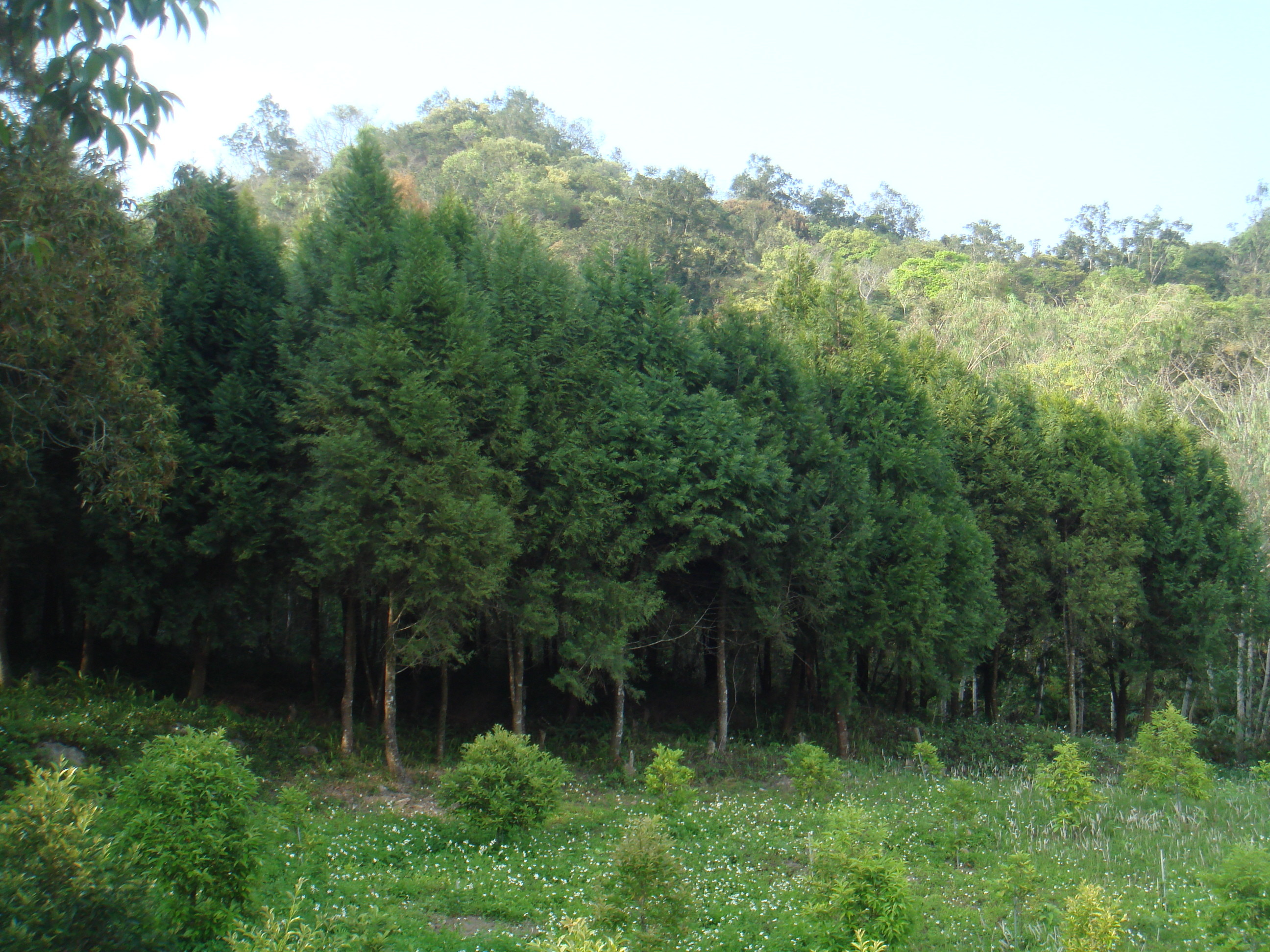 ▲▼林試所發布「翻轉台灣木材自給率，台灣原生樹種成救兵」。（圖／林業試驗所提供）