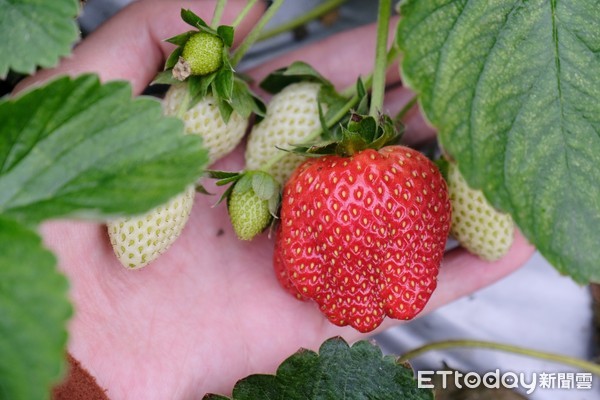 ▲莓圃庭園咖啡,草莓,內湖草莓。（圖／記者彭懷玉攝）
