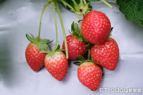 ▲莓圃庭園咖啡,草莓,內湖草莓。（圖／記者彭懷玉攝）