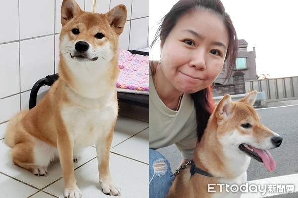 ▲▼柴犬錢錢。（圖／飼主小丸子授權提供）