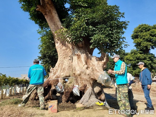 ▲保七總隊第八大隊與屏東地檢署、屏東林區管理處共組滅鼠專案小組，逮獲傅姓男子等人，起出被竊百年茄苳樹。（圖／記者陳崑福翻攝，以下同）