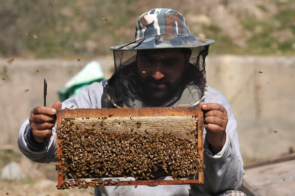 ▲▼美國蜂農因為大虎頭蜂的入侵，今年損失巨大。（圖／達志影像）