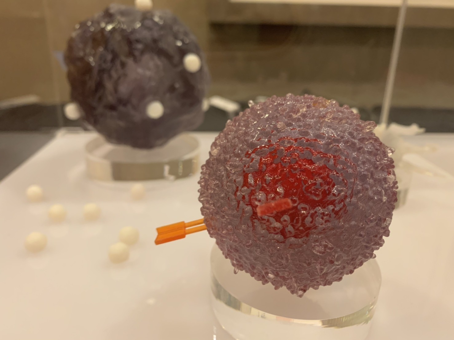 ▲左起為長聖生技副總徐偉成、總經理黃文良、董事長劉銖淇、發言人李友錚 細胞療法。（圖／記者姚惠茹攝）