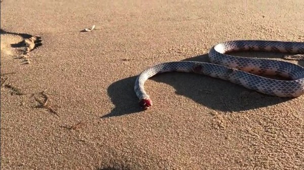 ▲澳洲網友在沙灘上看到一條斷頭蛇。（圖／翻攝自reddit）