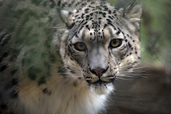 ▲▼路易維爾動物園的3隻雪豹NeeCee、Kimti和Meru新冠病毒檢測呈現陽性。（圖／翻攝自Facebook／@LouisvilleZoo）